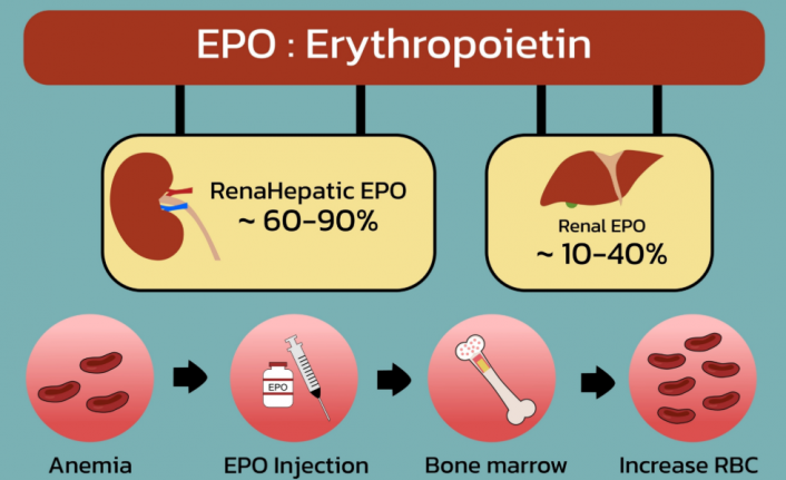 Eritropoetin (EPO) Nedir? Görevleri, Üretimi ve Sağlığa Etkileri