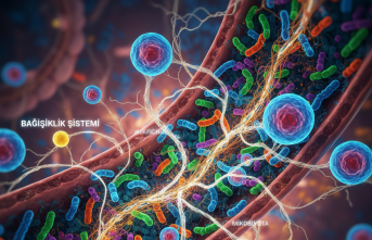 İkinci Beyin: Bağırsak Mikrobiyotası ve Bağışıklık Sisteminin Şifresi Çözülüyor