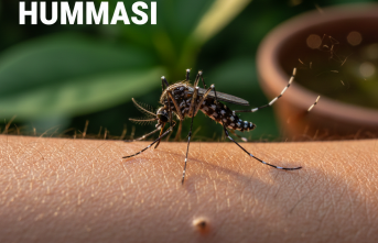 Tropikal Tehlike Kapıda mı: Deng Humması Hakkında Bilmeniz Gerekenler