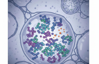 Schindler Hastalığı: Nadir Görülen Genetik Teşhisler Mercek Altında