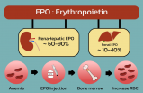 Eritropoetin (EPO) Nedir? Görevleri, Üretimi ve Sağlığa Etkileri
