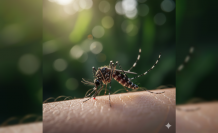 Zika Virüsü: Küçük Bir Isırık Büyük Bir Endişe mi?