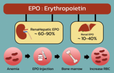 Eritropoetin (EPO) Nedir? Görevleri, Üretimi ve Sağlığa Etkileri