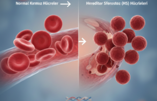 Kalıtsal Sferositozda Yeni Ufuklar: Kırmızı Hücrelerin...