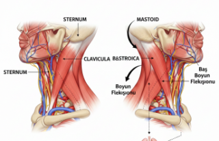 STERNOCLEİDOMASTOİD NEDİR? GÖREVLERİ NELERDİR 