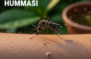 Tropikal Tehlike Kapıda mı: Deng Humması Hakkında...