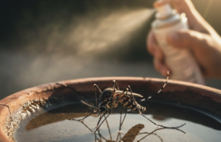 Tropikal Tehlike: Dang Humması Kapıda mı?