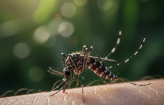 Zika Virüsü: Küçük Bir Isırık Büyük Bir Endişe mi?